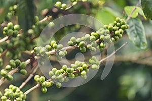 Green coffee bean berry plant with sunlight. Fresh raw seed coffee tree growth in eco organic farm morning time. Close up Green