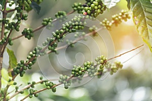 Green coffee bean berry plant with sunlight. Fresh raw seed coffee tree growth in eco organic farm morning time. Close up Green