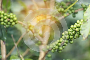 Green coffee bean berry plant with sunlight. Fresh raw seed coffee tree growth in eco organic farm morning time. Close up Green