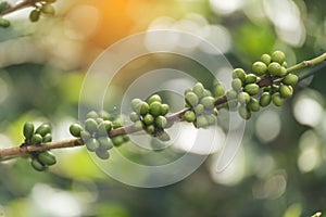 Green coffee bean berry plant with sunlight. Fresh raw seed coffee tree growth in eco organic farm morning time. Close up Green