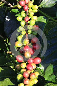 Green coffee bean on coffee tree