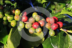 Green coffee bean on coffee tree