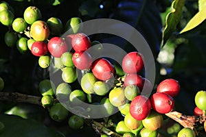 Green coffee bean on coffee tree