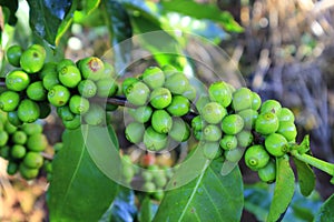 Green coffee bean on coffee tree