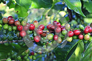 Green coffee bean on coffee tree