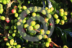 Green coffee bean on coffee tree