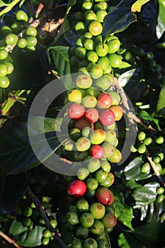 Green coffee bean on coffee tree