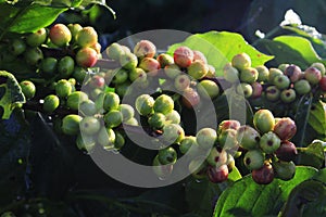 Green coffee bean on coffee tree