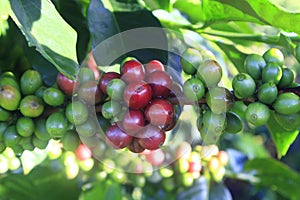 Green coffee bean on coffee tree