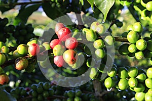 Green coffee bean on coffee tree