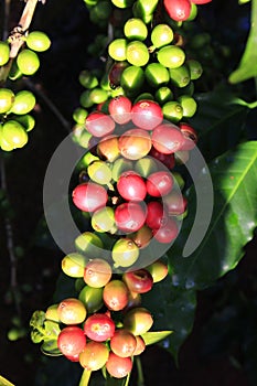 Green coffee bean on coffee tree