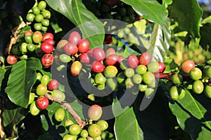 Green coffee bean on coffee tree