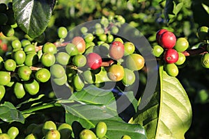 Green coffee bean on coffee tree