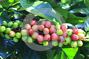 Green coffee bean on coffee tree