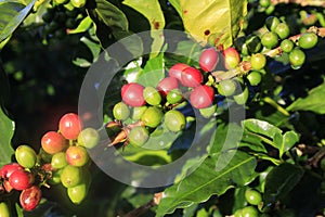 Green coffee bean on coffee tree