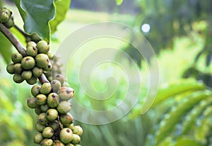 Green coffee bean on a coffee tree