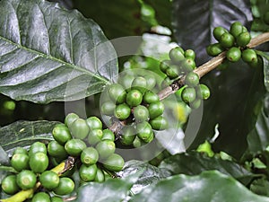 Green coffee bean, coffee tree with beans