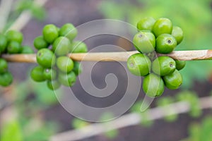 Green coffee bean, coffee tree with beans