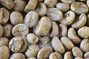 Green coffee bean raw at sun day, close up, the green coffee beans background