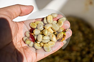 Green coffee bean refers to unroasted mature or immature coffee beans.