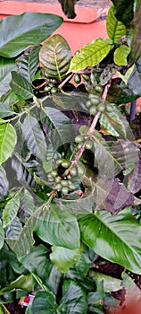 Green coffee bean  on the tree