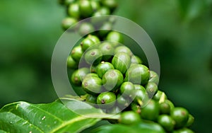 Green coffee bean on a coffee tree