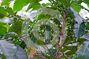 Green coffee beans