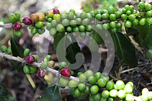 Green coffee beans on branch