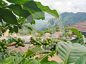 Green coffee beans on the branches of the coffee tree on blur nature background