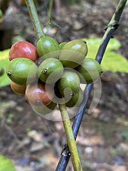 Green coffee beans on a bush