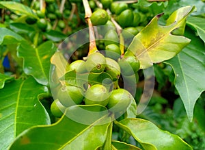 Green coffee beans on a coffee tree