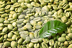 Green coffee beans and fresh leaf as background