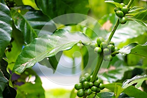 Green coffee beans, green leaves