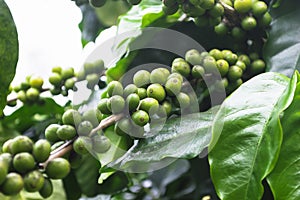 Green coffee beans growing on the tree