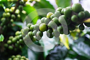 Green coffee beans growing on the tree