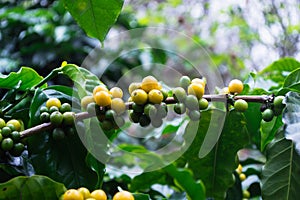 Green coffee beans growing on the tree