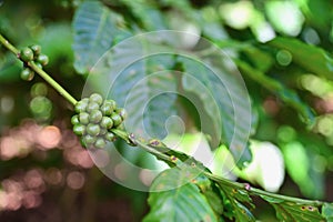 Green Coffee Beans Isolated on Coffee Tree photo