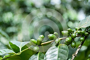 Green coffee beans with leaves on branch at a