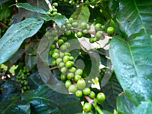 Green coffee beans Occurred on the branches of the coffee tree. With the dew on the green leaves.