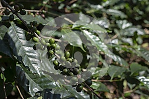 Green coffee beans on plant
