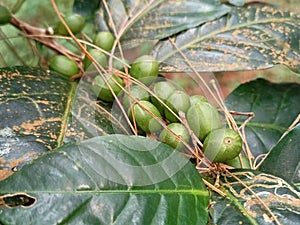 Green coffee beans in plantations in the Magelang area which later will turn blackish red which indicates when they are ripe
