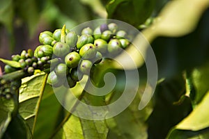 Green coffee beans, seed of berries from Coffea plant, Vietnam