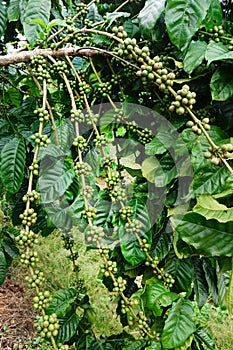 Green coffee beans on stem