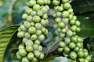 Green coffee beans on stem