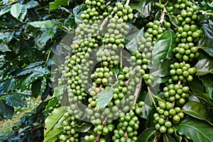 Green coffee beans on stem
