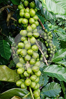 Green coffee beans on stem
