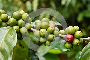 Green coffee beans on stem