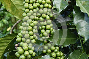 Green coffee beans on stem