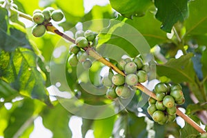 Green coffee beans on stem