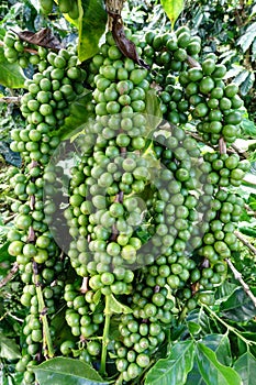 Green coffee beans on stem